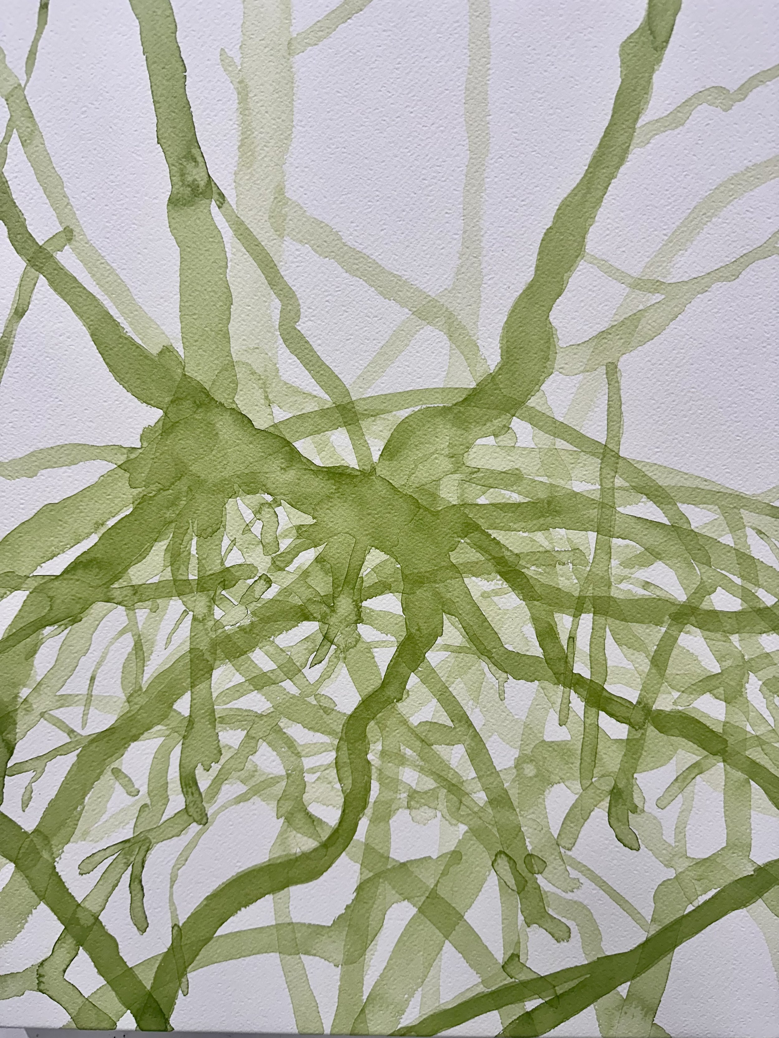   Mangrove III  2026 ink on paper each 50 x 40 cm 