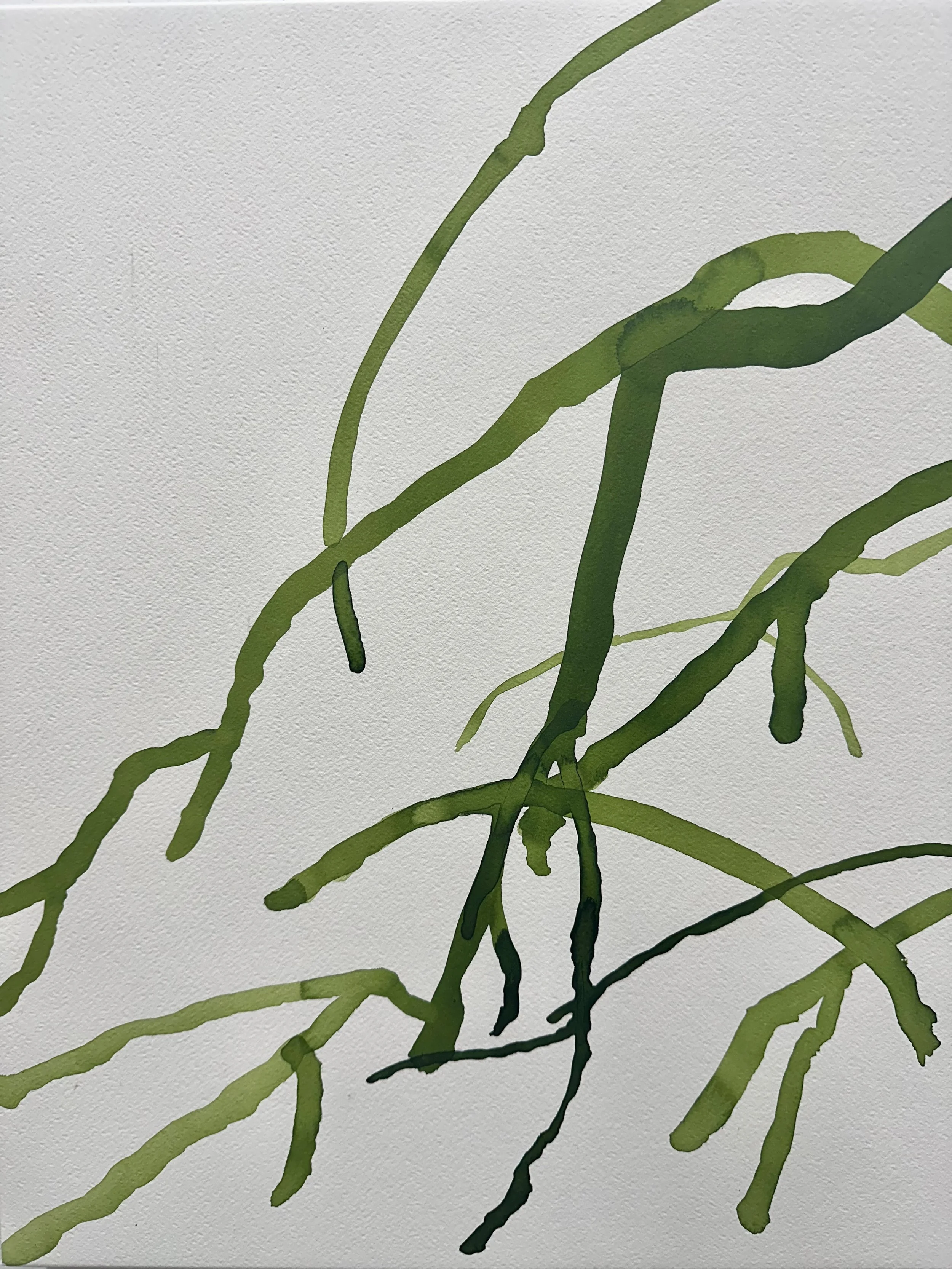   Mangrove VIII  2026 ink on paper each 50 x 40 cm 