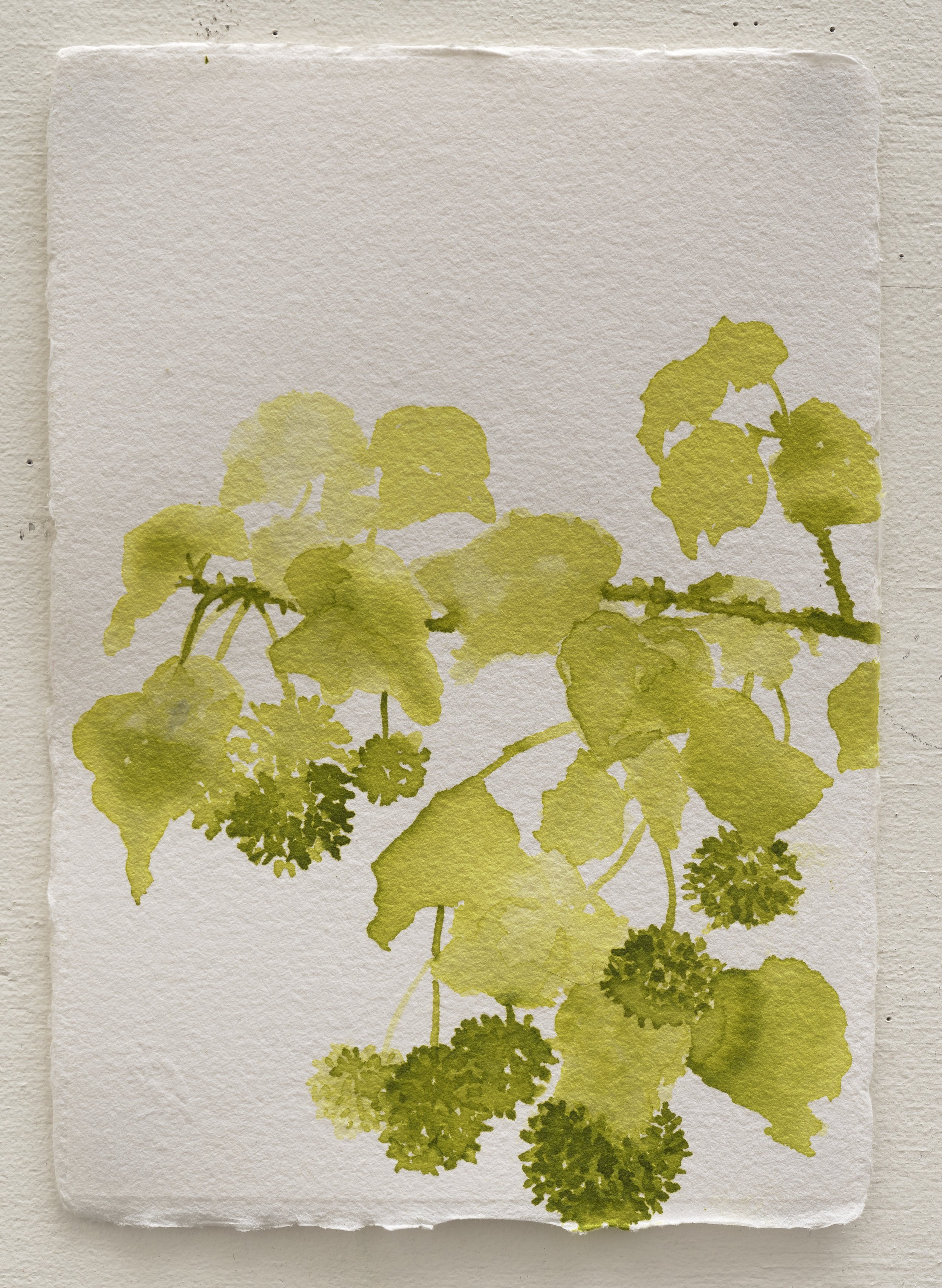   Untitled ?  2025 ink on paper 