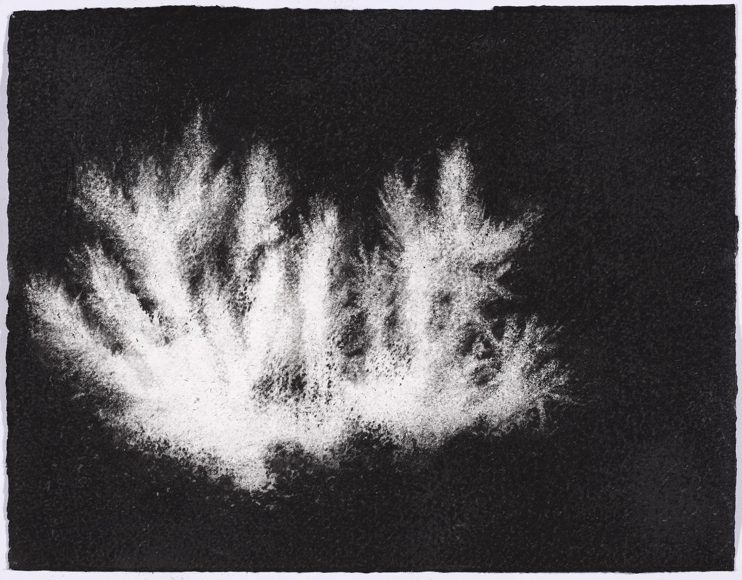 charcoal on paper, 26.5 x 33cm, collection The Art Gallery of New South Wales