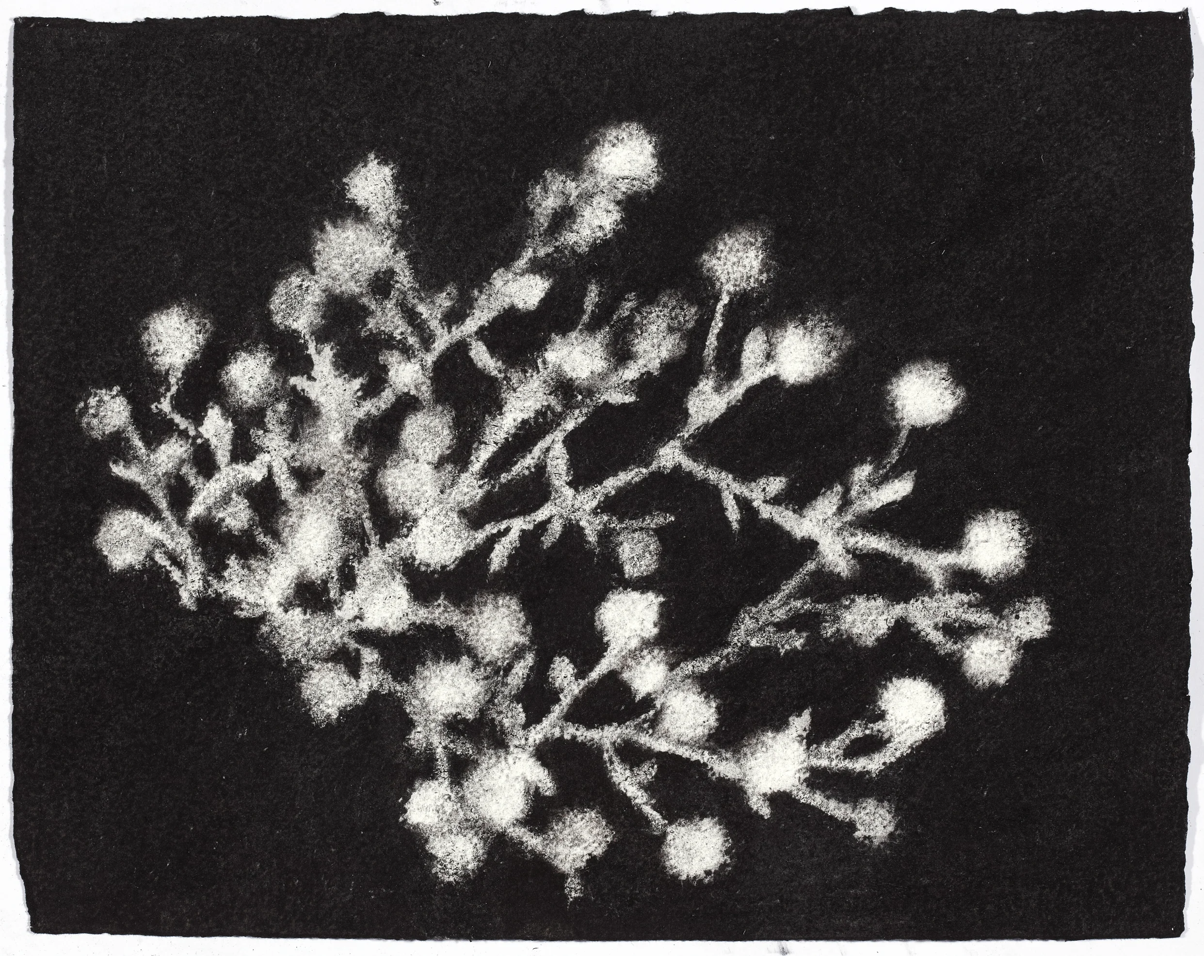 charcoal on paper, 26.5 x 33cm, collection The Art Gallery of New South Wales