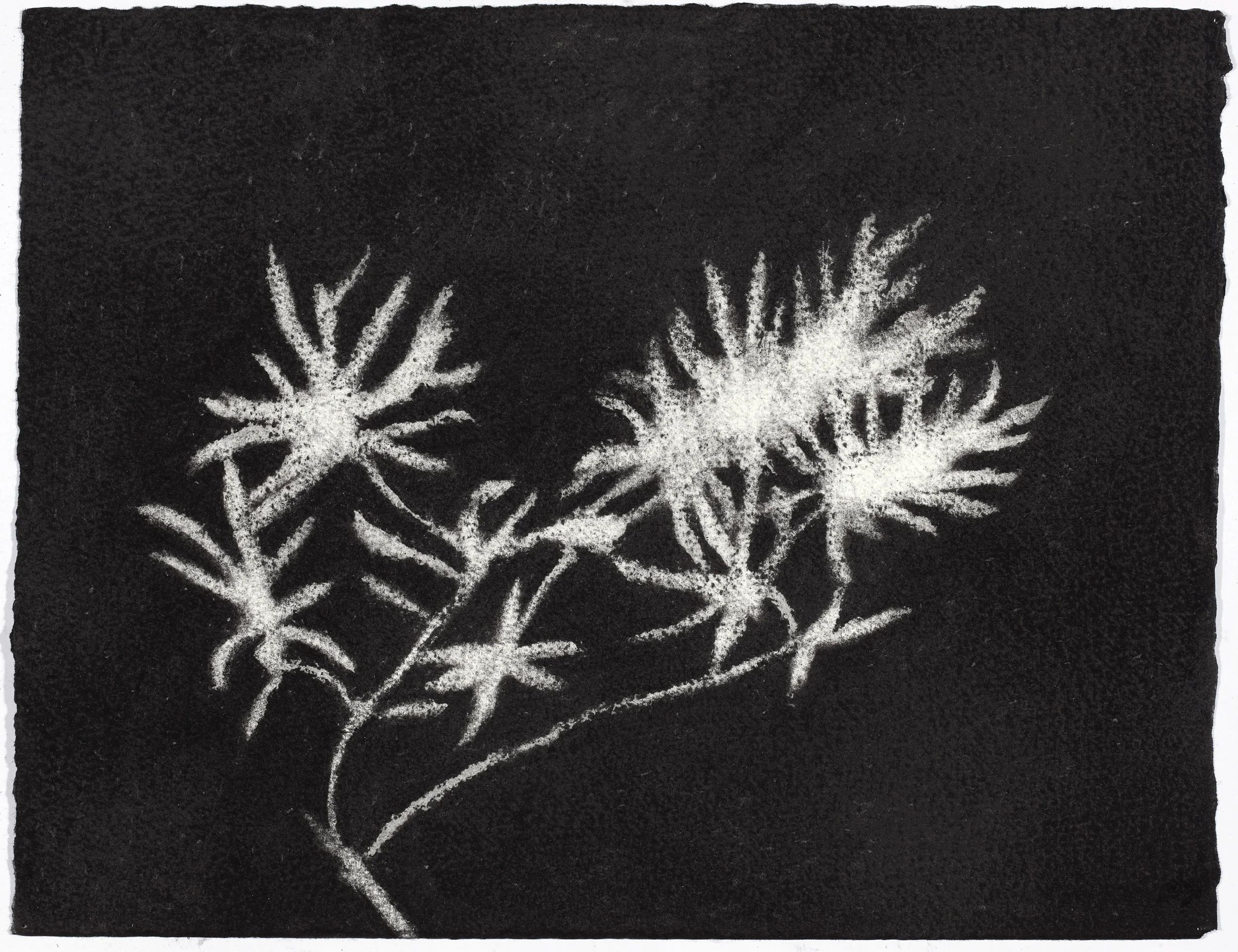 charcoal on paper, 26.5 x 33cm, collection The Art Gallery of New South Wales