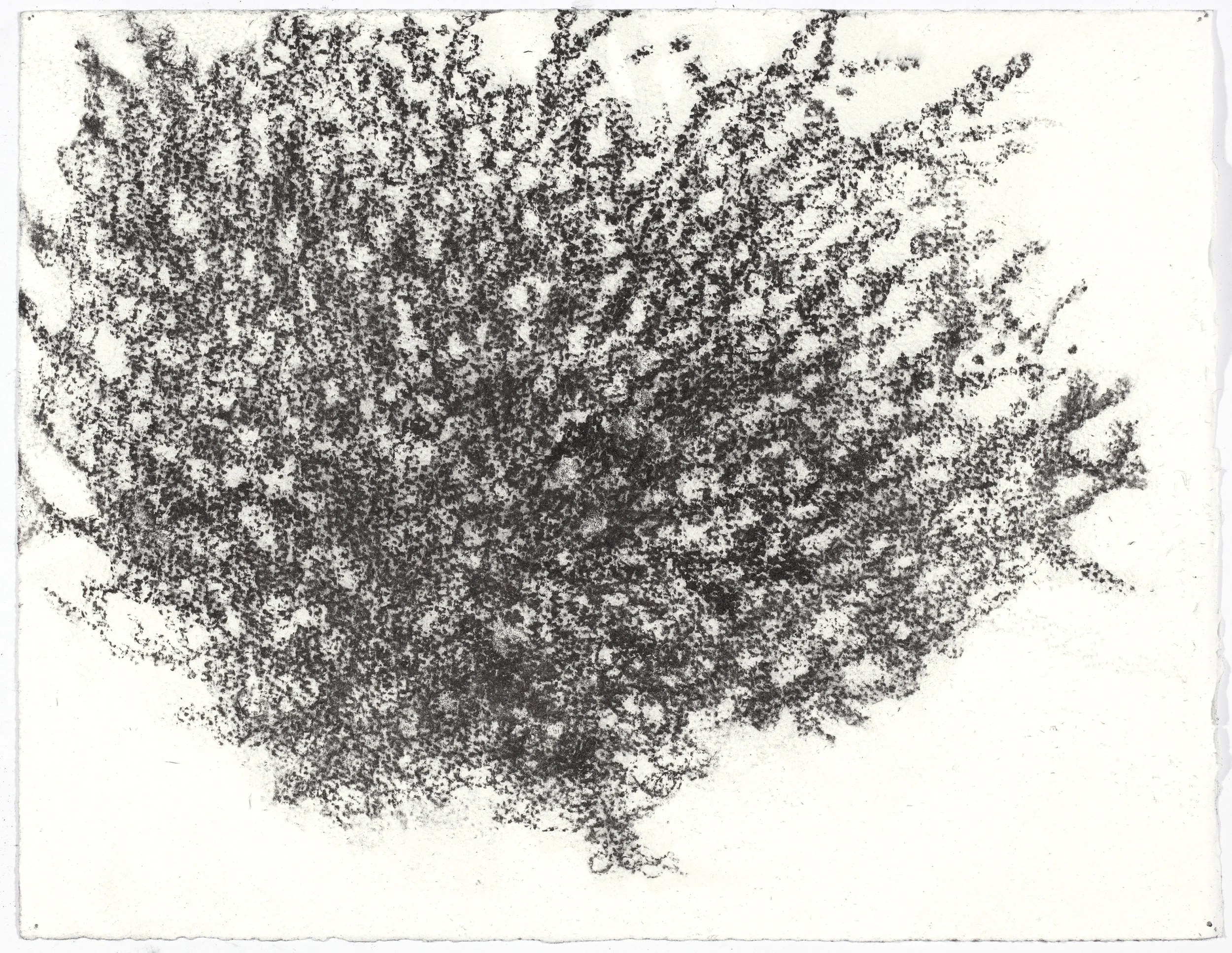 charcoal on paper, 26.5 x 33cm, collection The Art Gallery of New South Wales