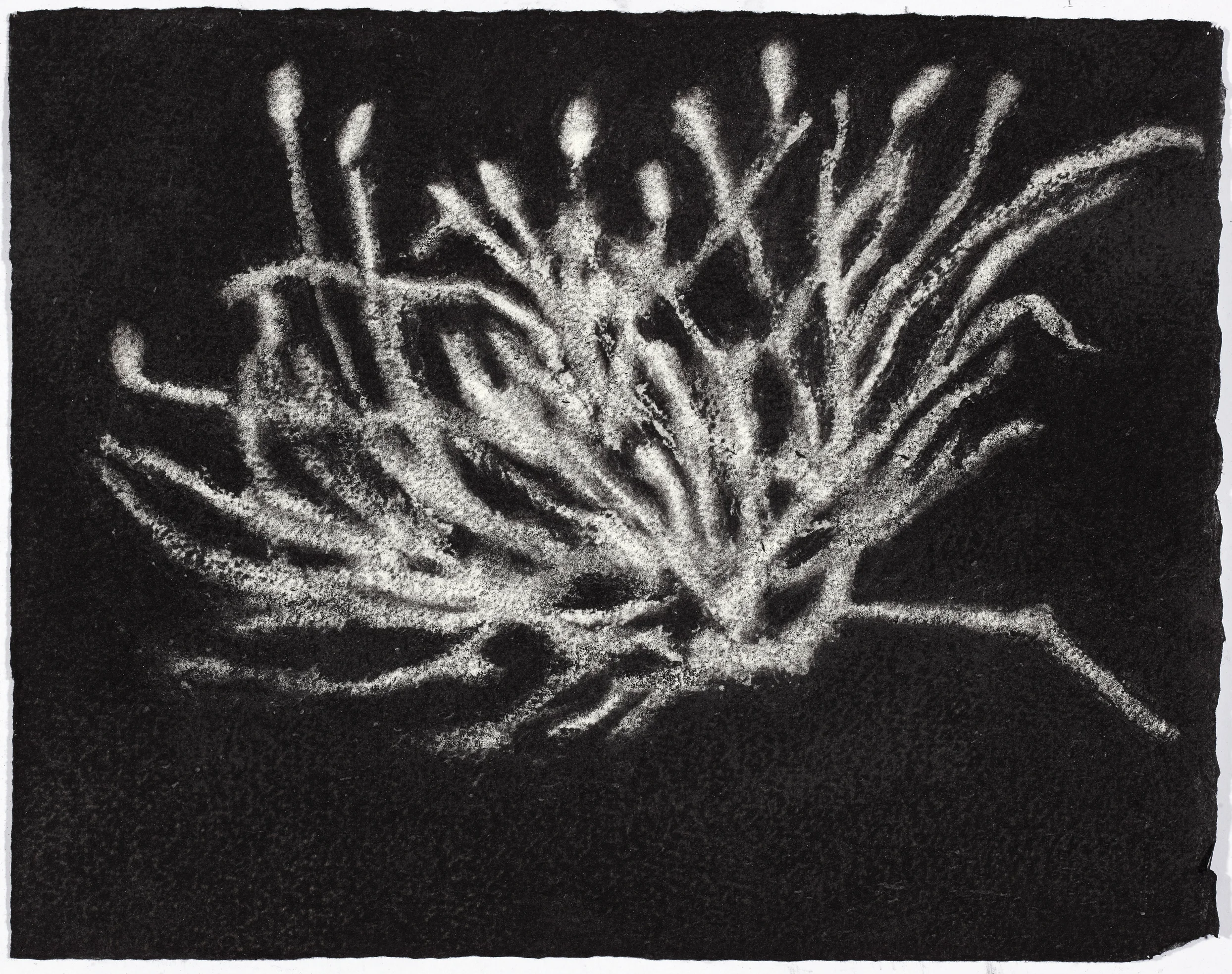 charcoal on paper, 26.5 x 33cm, collection The Art Gallery of New South Wales