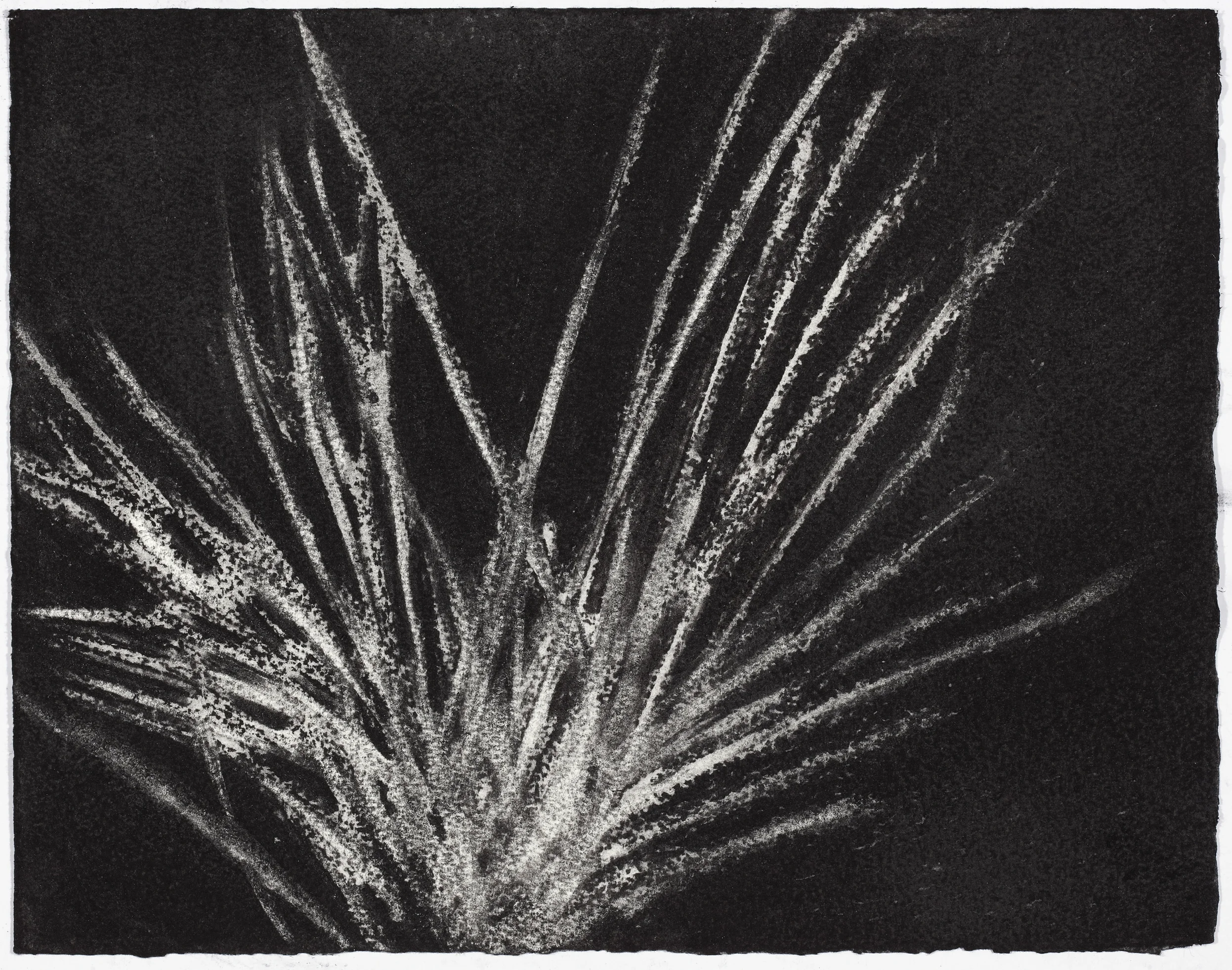 charcoal on paper, 26.5 x 33cm, collection The Art Gallery of New South Wales