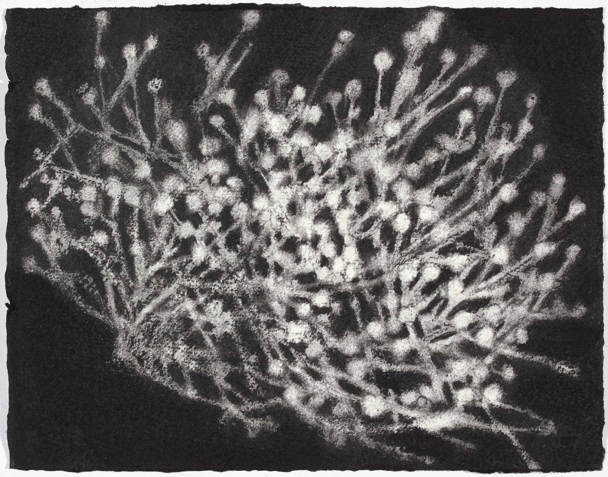  charcoal on paper, 26.5 x 33cm,&nbsp;collection The Art Gallery of New South Wales 