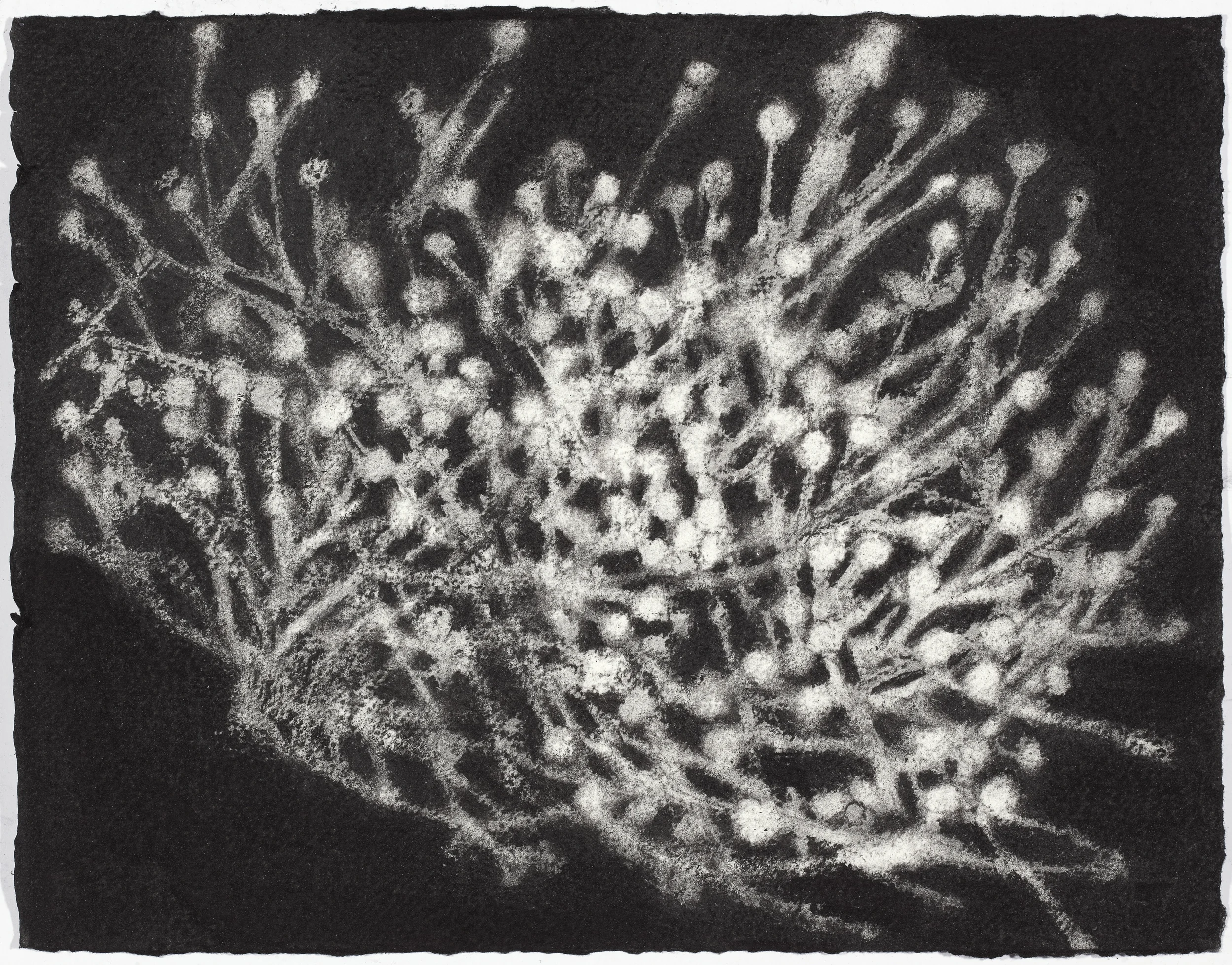 charcoal on paper, 26.5 x 33cm, collection The Art Gallery of New South Wales