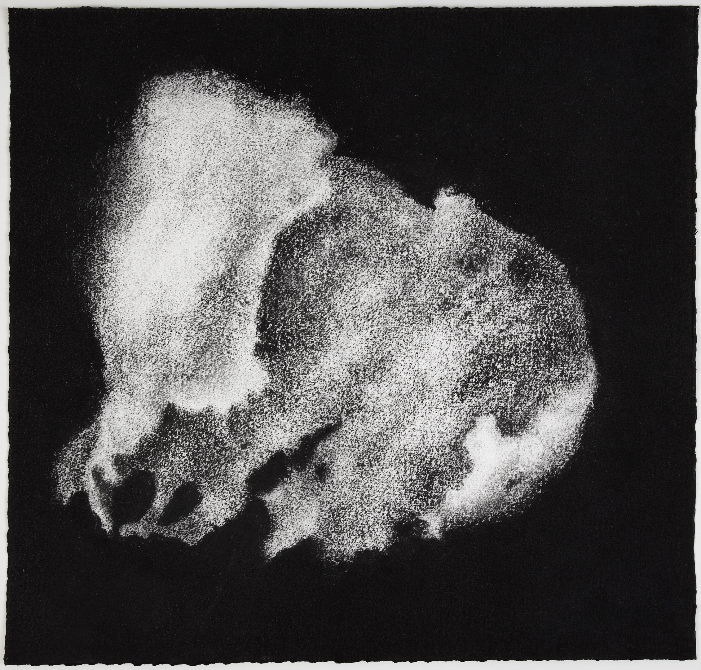  Sea sponge, 2012,&nbsp;charcoal on paper, 57 x 60 cm    