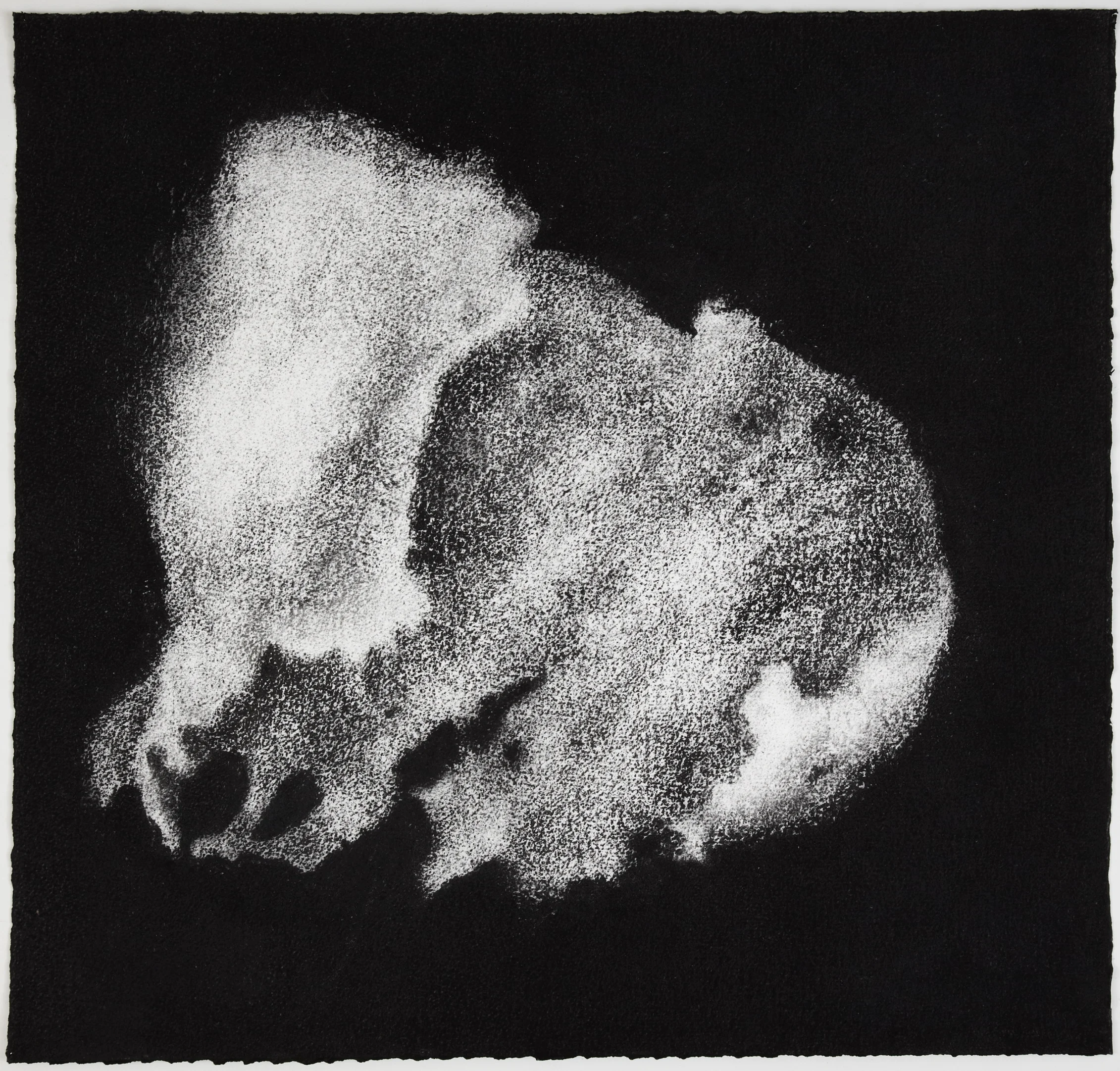 Sea sponge, 2012, charcoal on paper, 57 x 60 cm