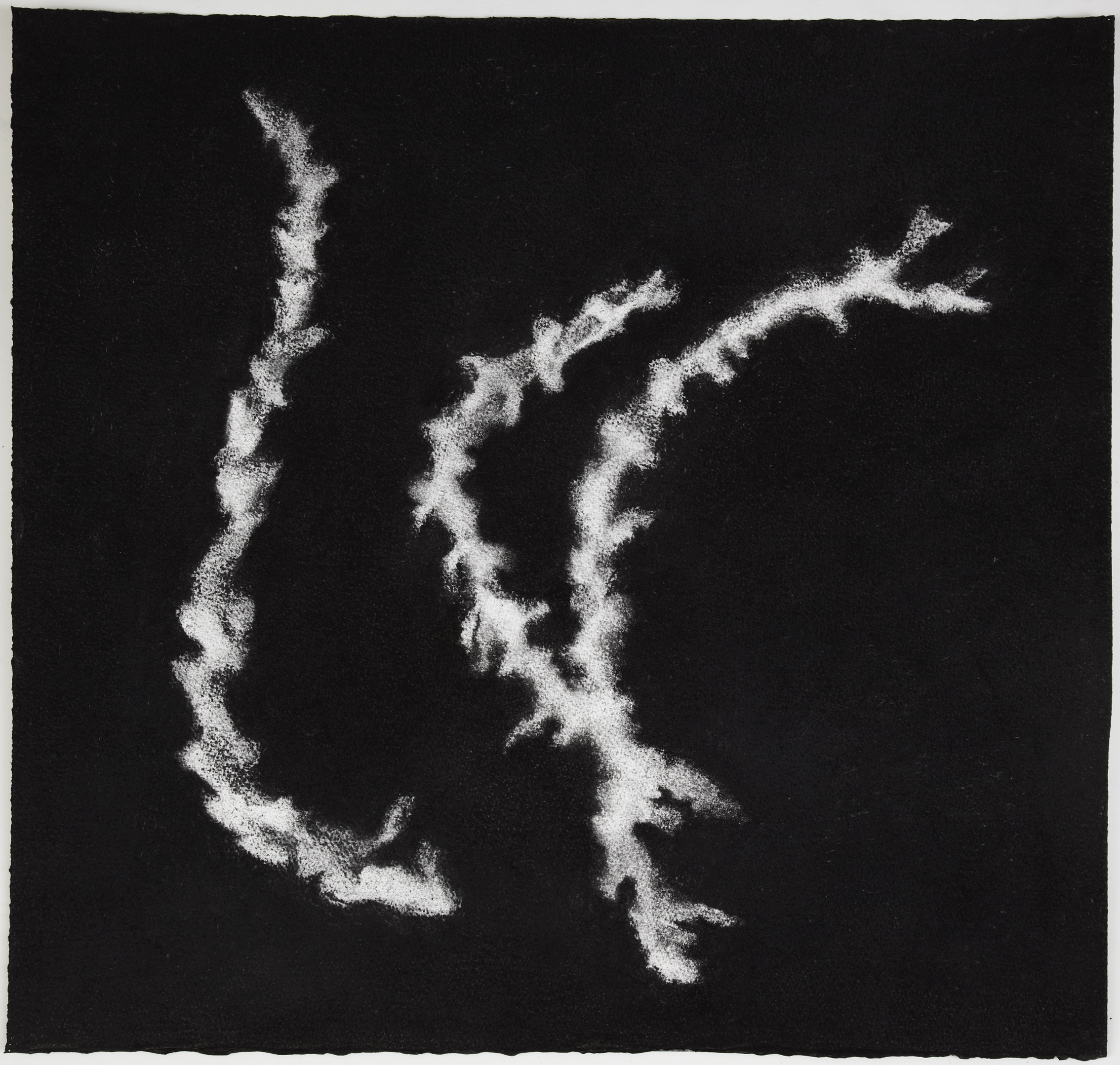  Sea sponge, 2012,&nbsp;charcoal on paper, 57 x 60 cm 