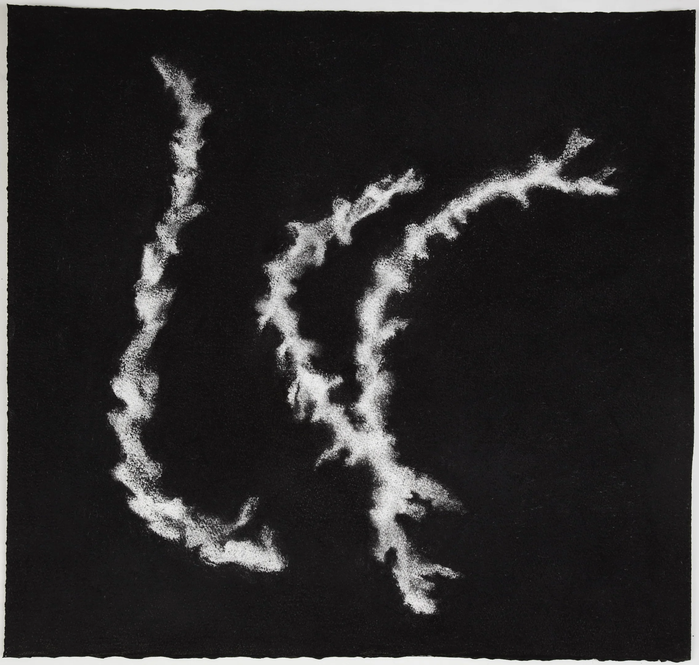 Sea sponge, 2012, charcoal on paper, 57 x 60 cm