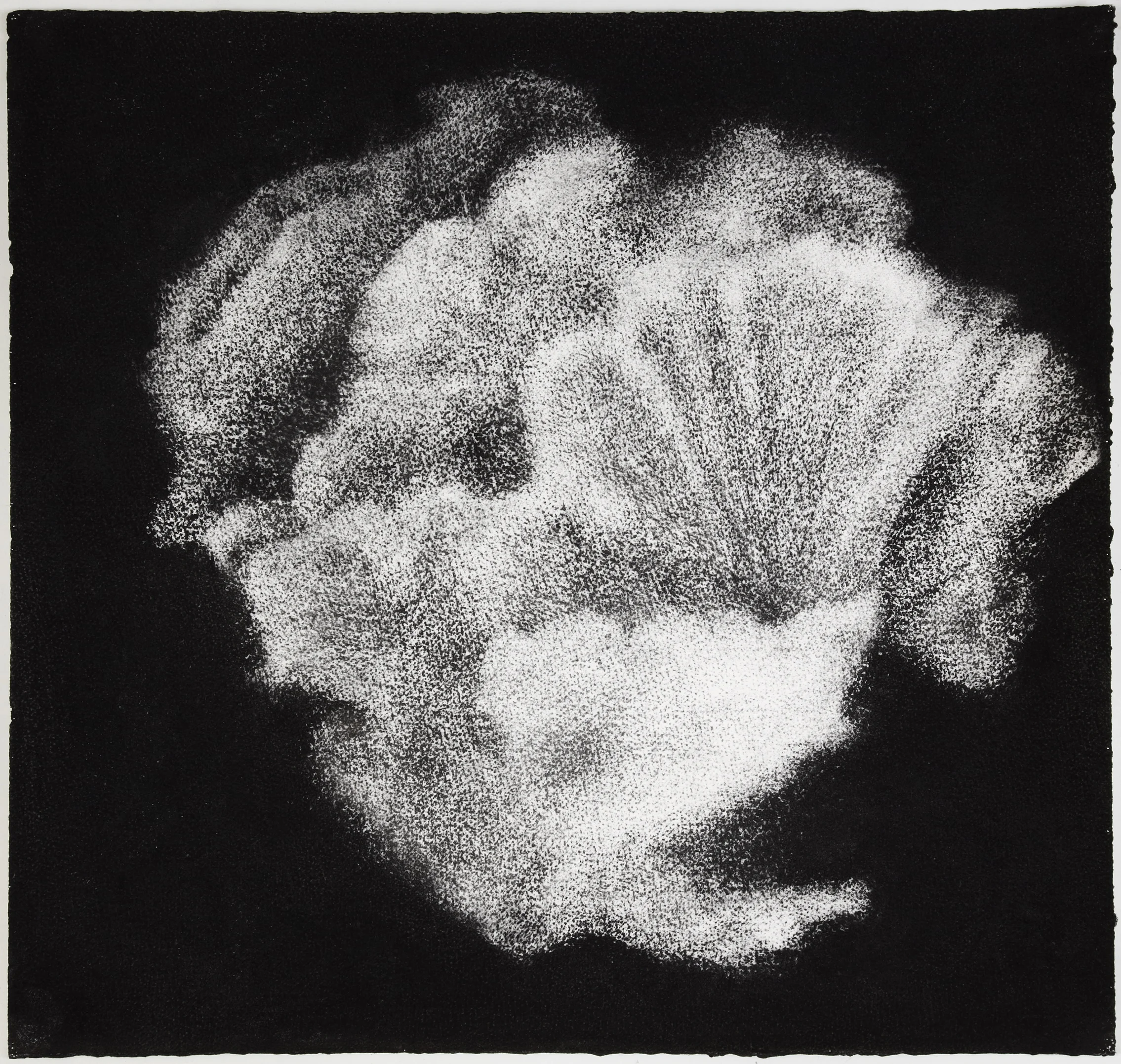 Sea sponge, 2012, charcoal on paper, 57 x 60 cm