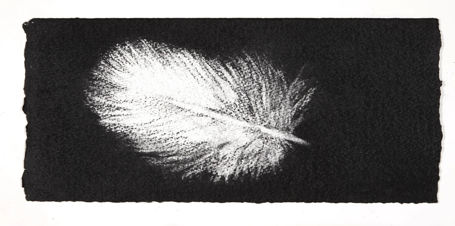 Feather, 2014, charcoal on paper, 13.5x31cm