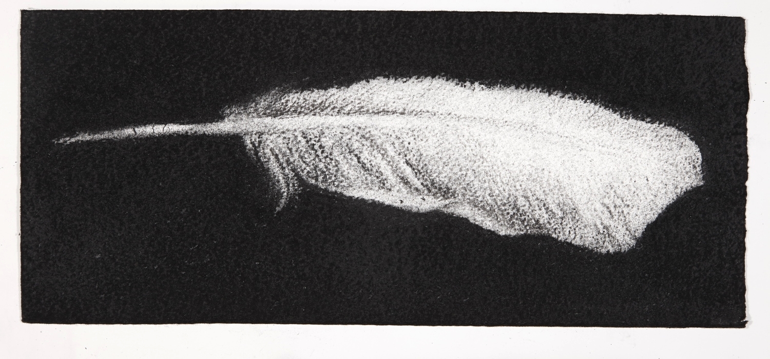 Feather, 2014, charcoal on paper, 13.5x31cm
