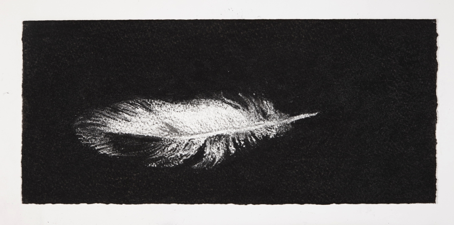 Feather, 2014, charcoal on paper, 13.5x31cm