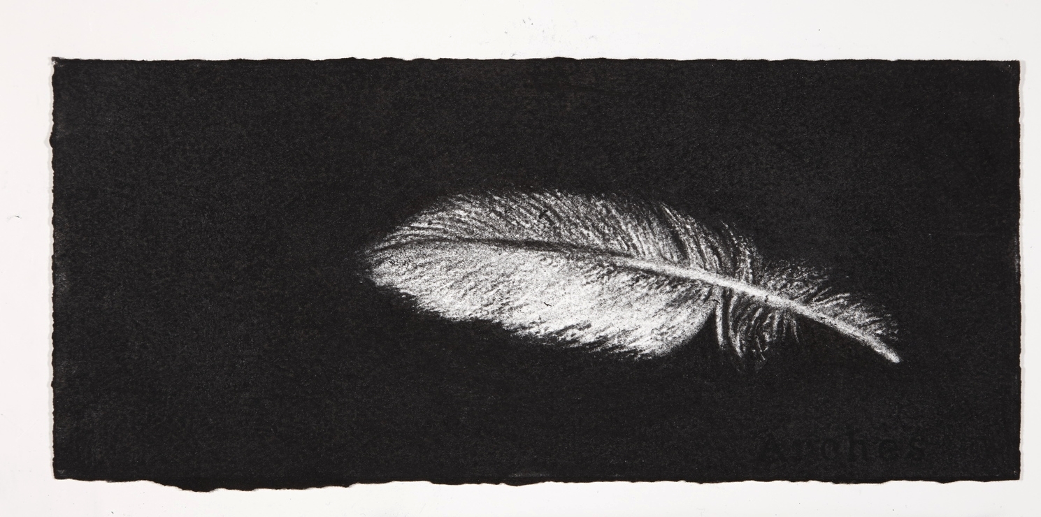 Feather, 2014, charcoal on paper, 13.5x31cm