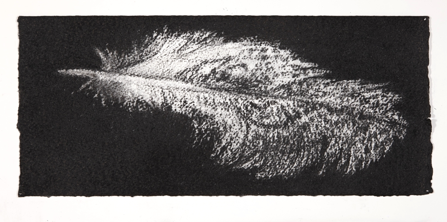 Feather, 2014, charcoal on paper, 13.5x31cm