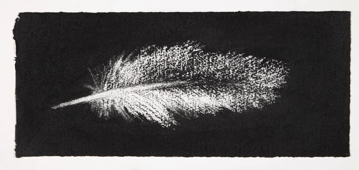 Feather, 2014, charcoal on paper, 13.5x31cm