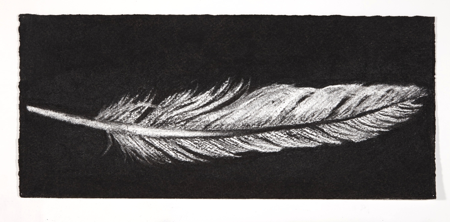 Feather, 2014, charcoal on paper, 13.5x31cm