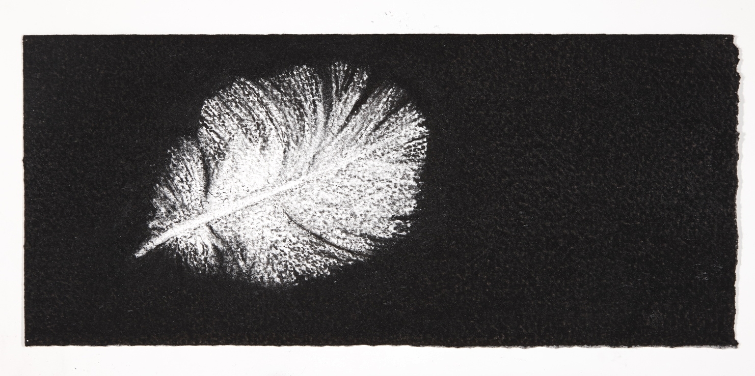 Feather, 2014, charcoal on paper, 13.5x31cm