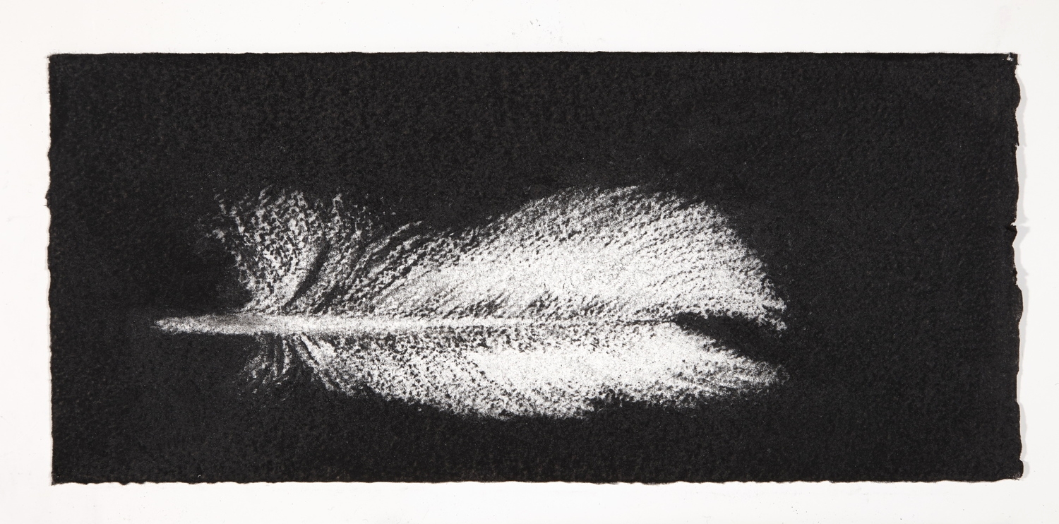 Feather, 2014, charcoal on paper, 13.5x31cm