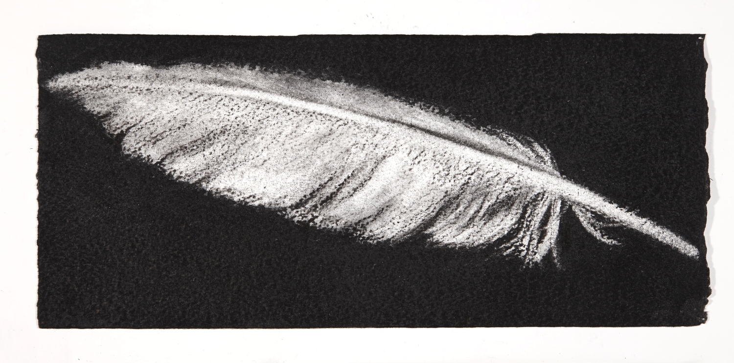 Feather, 2014, charcoal on paper, 13.5x31cm