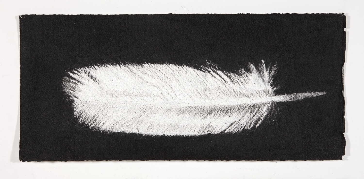 Feather, 2014, charcoal on paper, 13.5x31cm