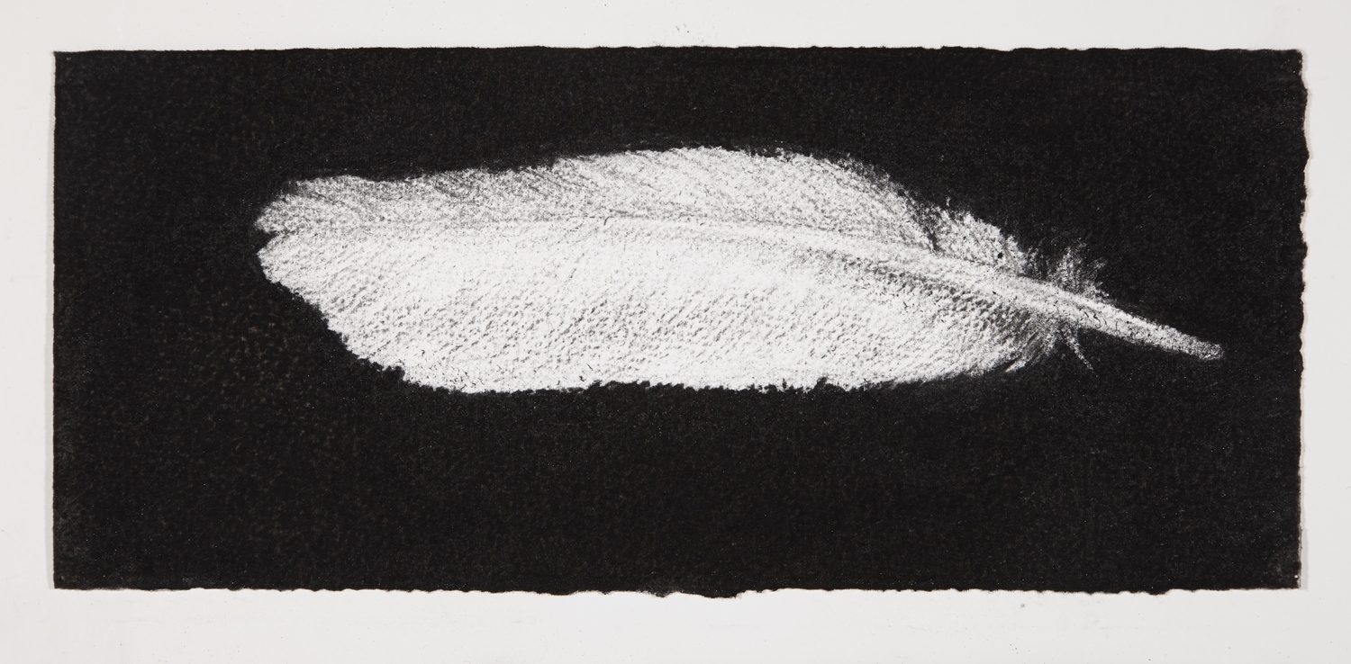 Feather, 2014, charcoal on paper, 13.5x31cm