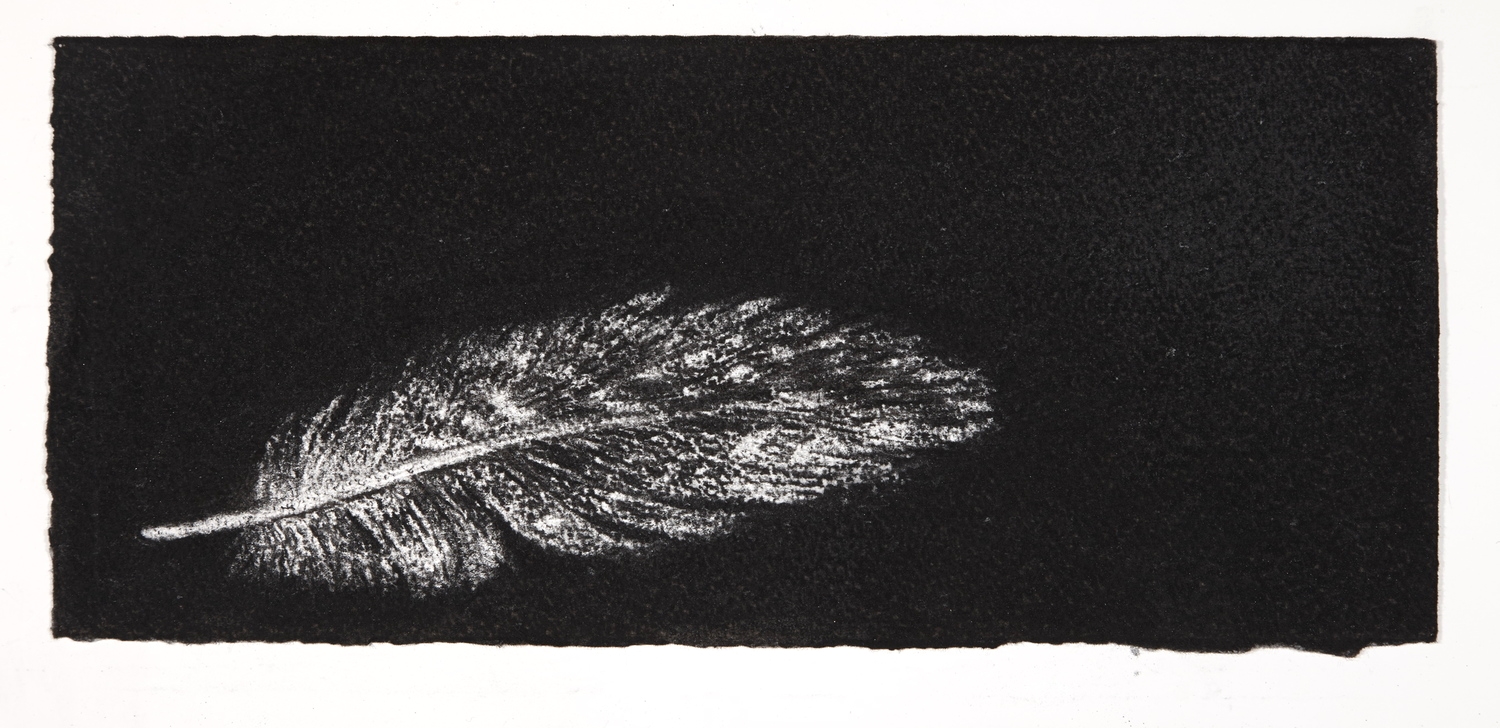 Feather, 2014, charcoal on paper, 13.5x31cm