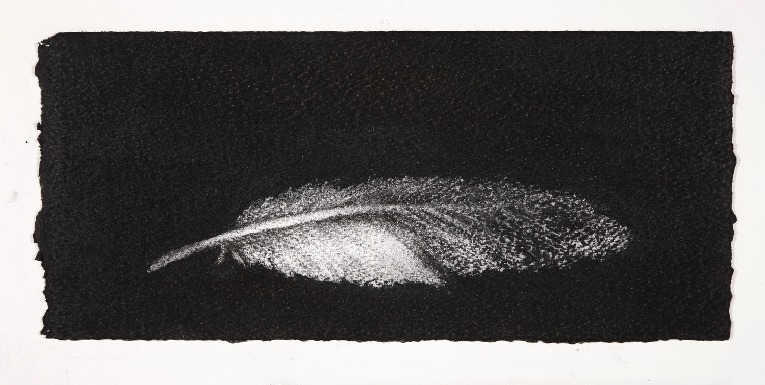 Feather, 2014, charcoal on paper, 13.5x31cm