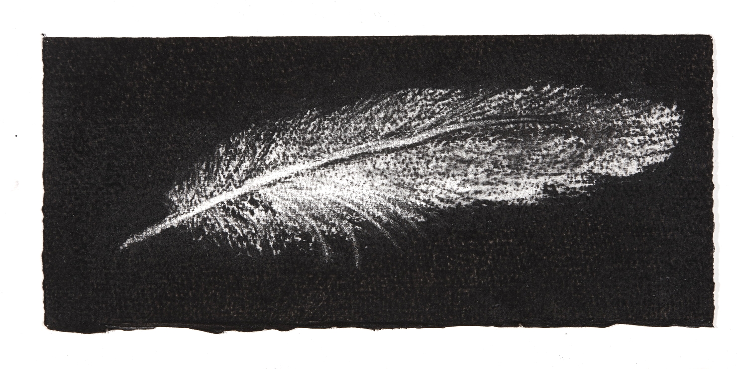Feather, 2014, charcoal on paper, 13.5x31cm