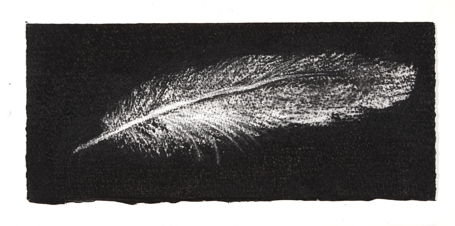 Feather, 2014, charcoal on paper, 13.5x31cm