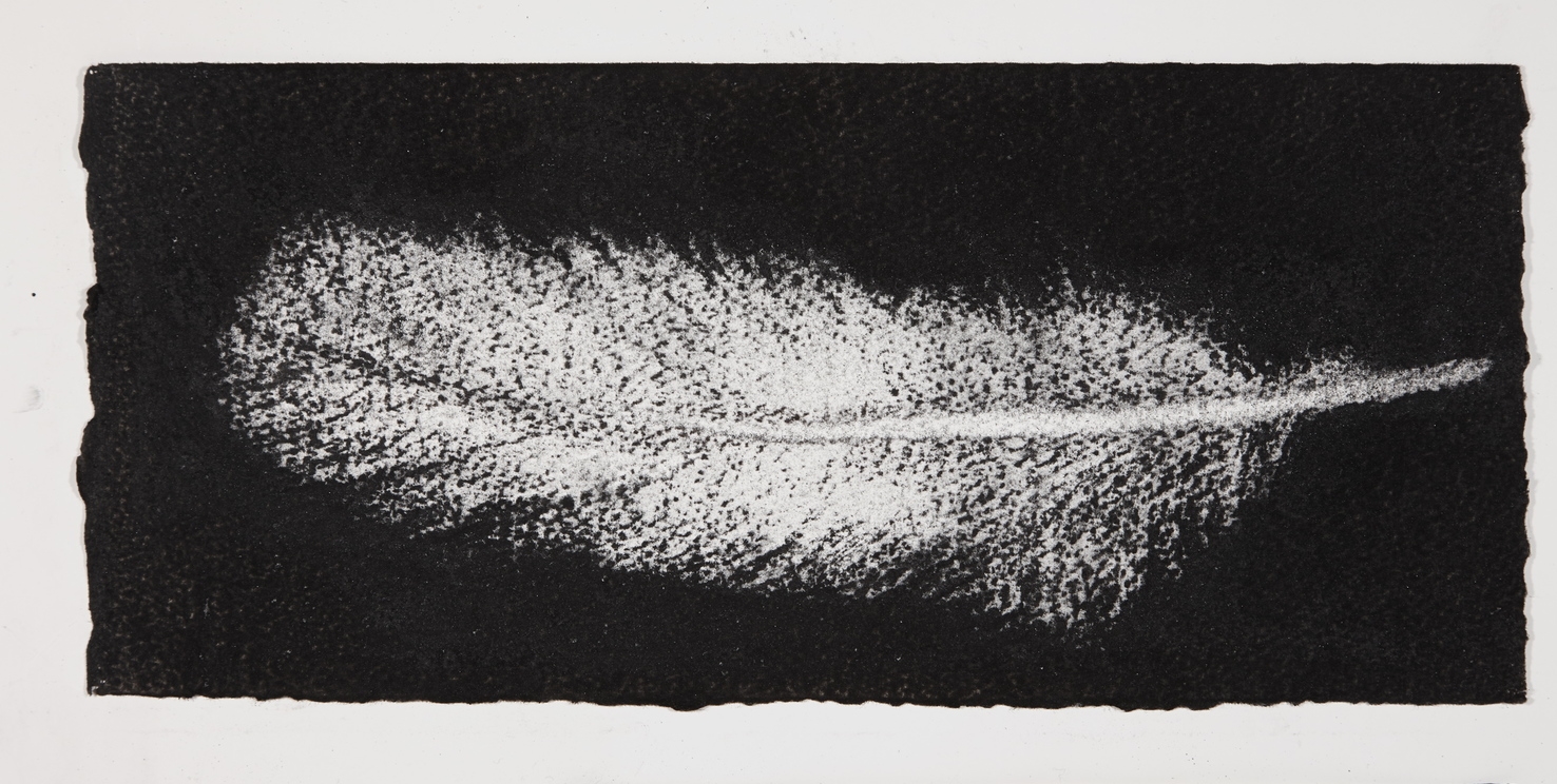 Feather, 2014, charcoal on paper, 13.5x31cm