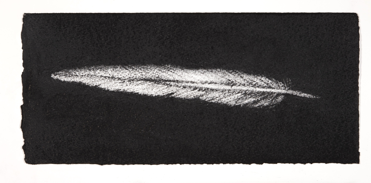 Feather, 2014, charcoal on paper, 13.5x31cm