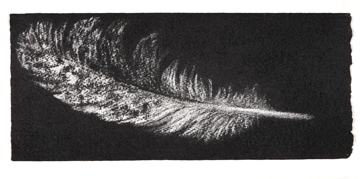 Feather, 2014, charcoal on paper, 13.5x31cm