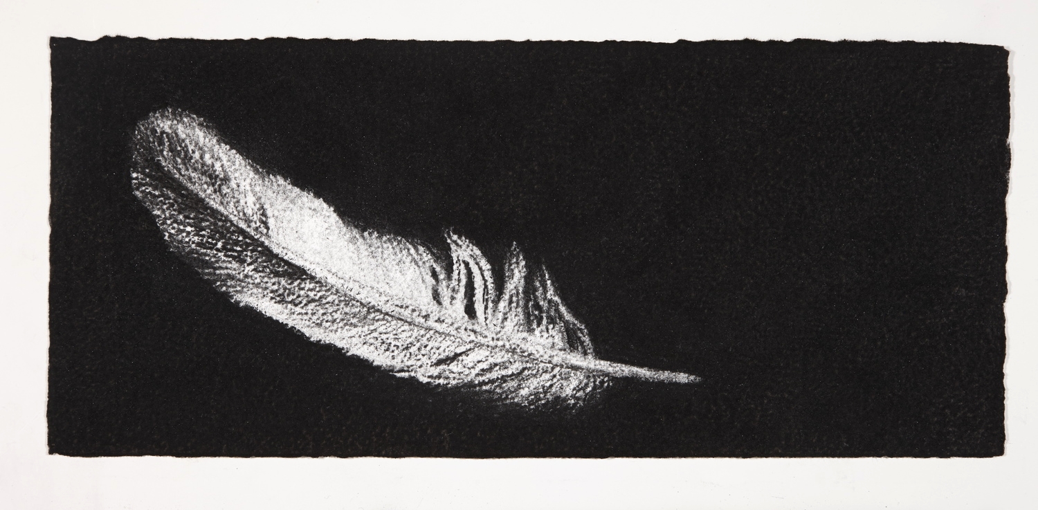 Feather, 2014, charcoal on paper, 13.5x31cm
