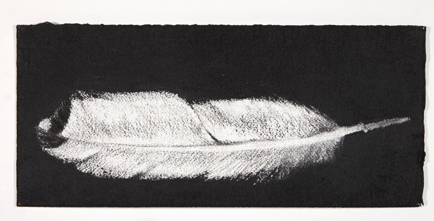 Feather, 2014, charcoal on paper, 13.5x31cm