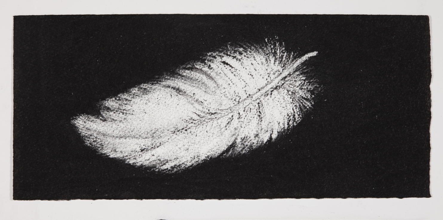Feather, 2014, charcoal on paper, 13.5x31cm