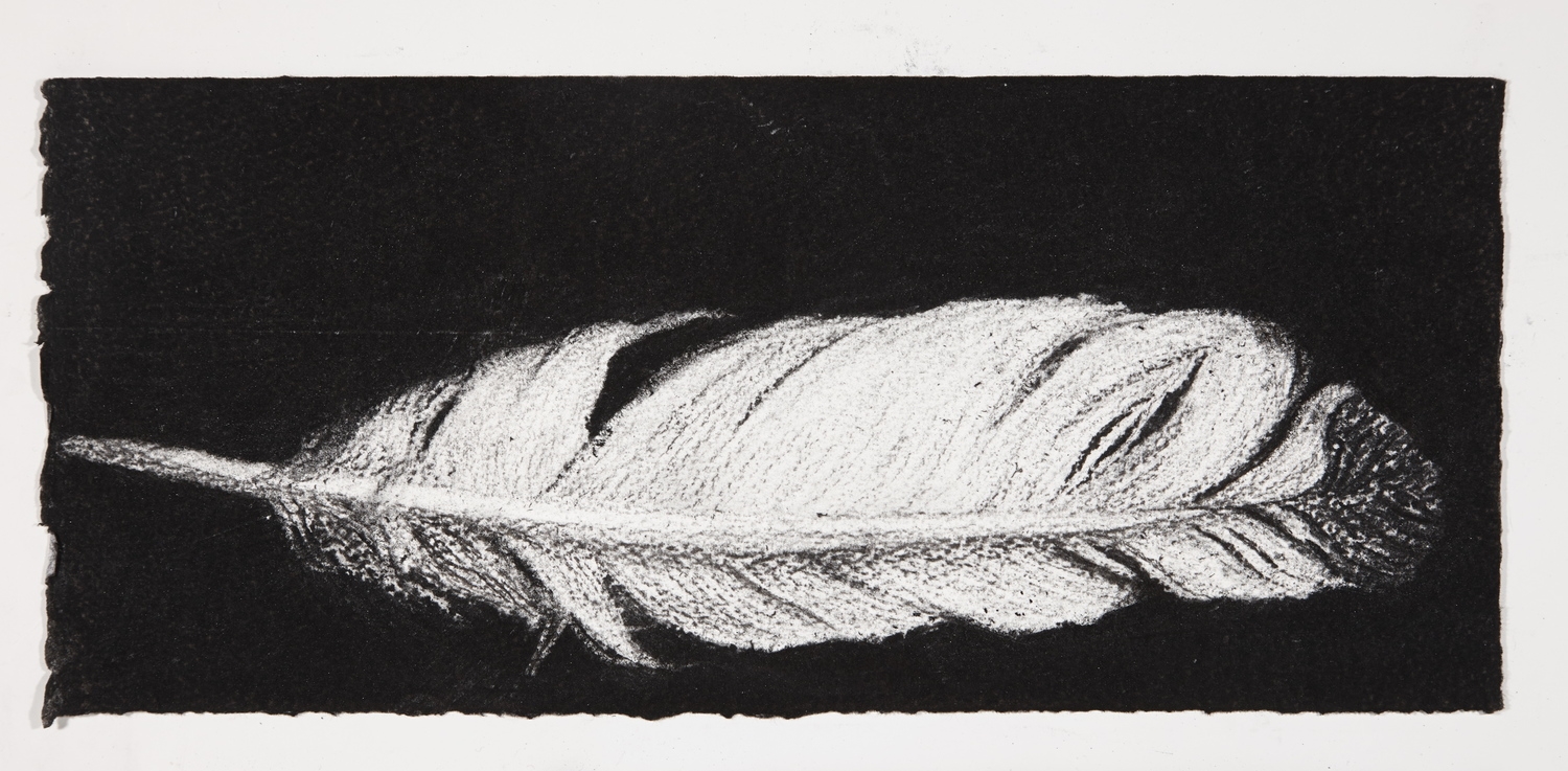 Feather, 2014, charcoal on paper, 13.5x31cm