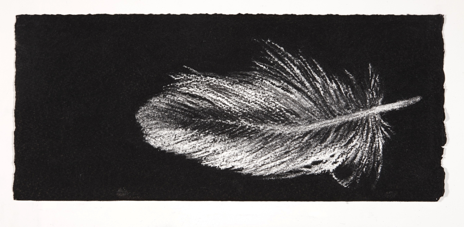 Feather, 2014, charcoal on paper, 13.5x31cm