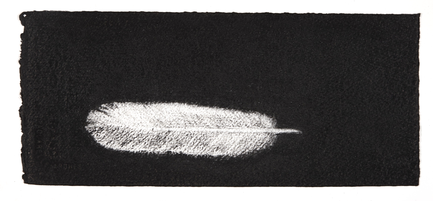 Feather, 2014, charcoal on paper, 13.5x31cm