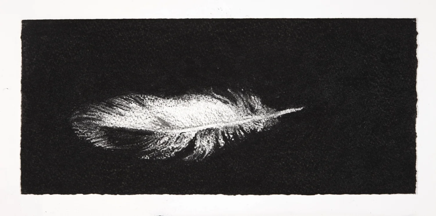 Feather, 2014, charcoal on paper, 13.5x31cm