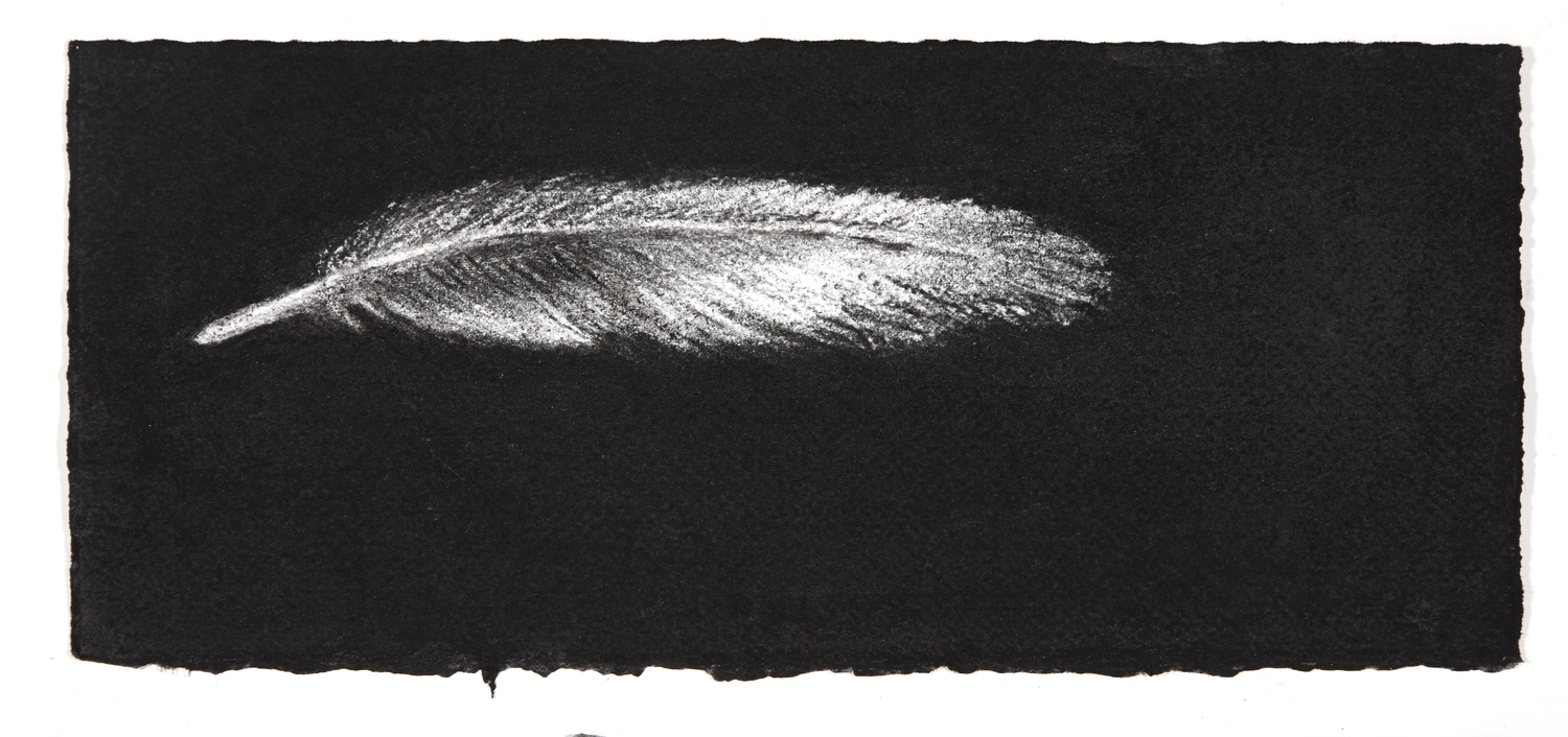 Feather, 2014, charcoal on paper, 13.5x31cm
