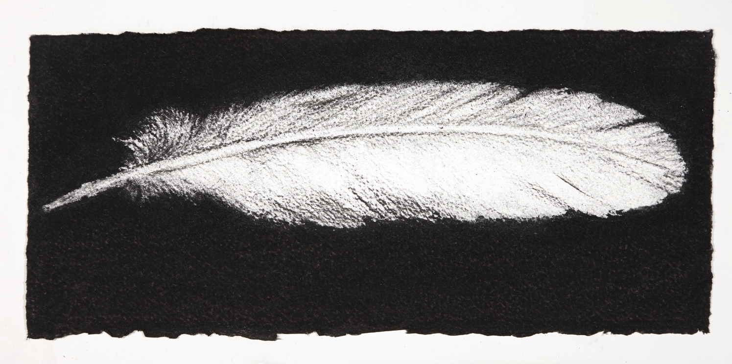 Feather, 2014, charcoal on paper, 13.5x31cm