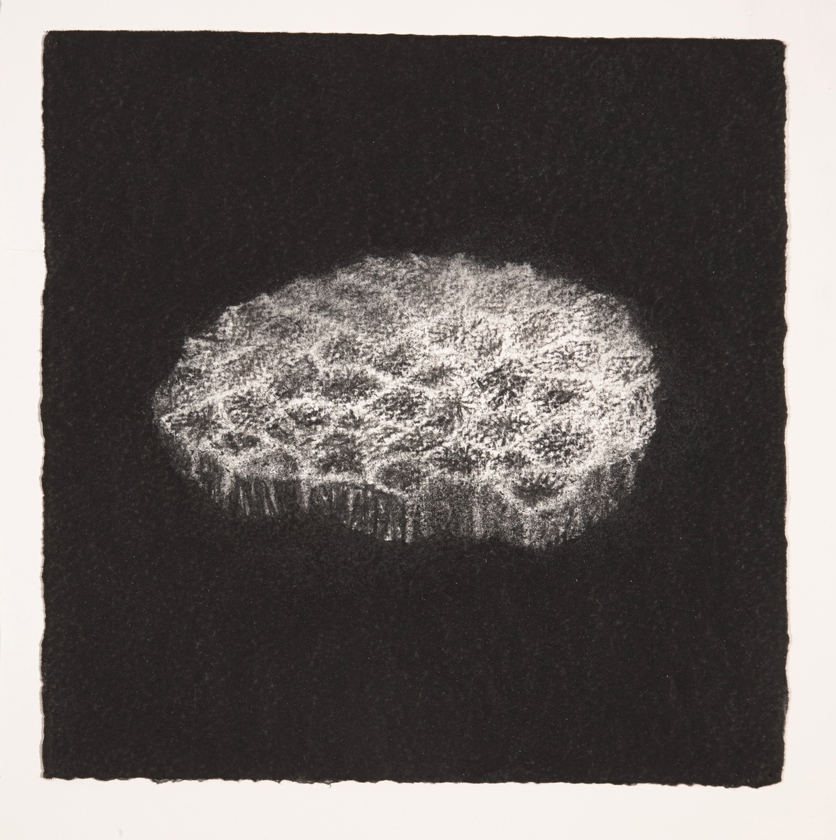  Coral, 2014, charcoal on paper, 19x19cm 