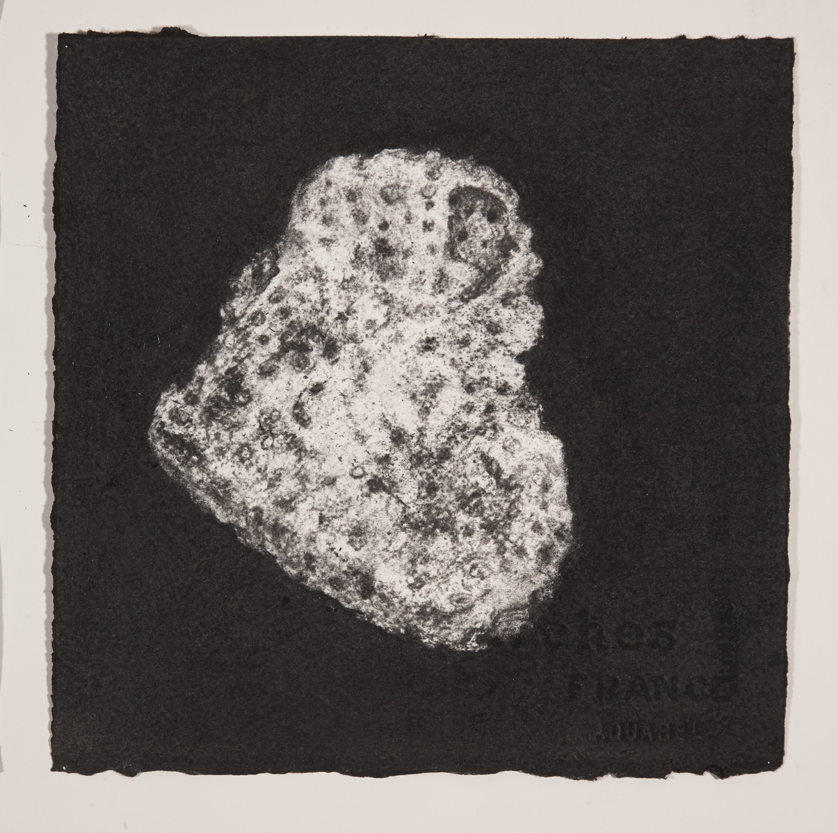  Coral, 2014, charcoal on paper, 19x19cm 