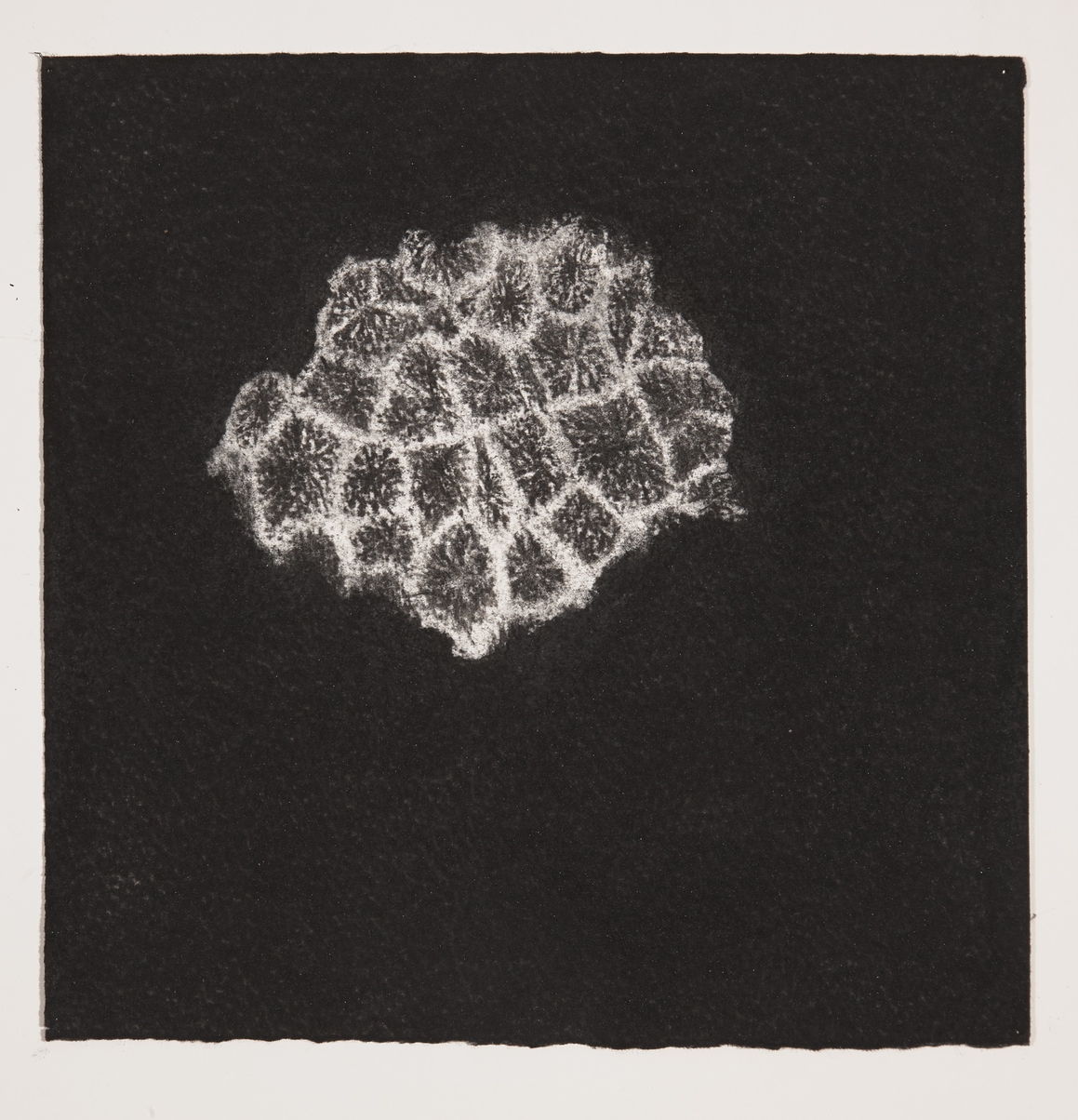  Coral, 2014, charcoal on paper, 19x19cm 