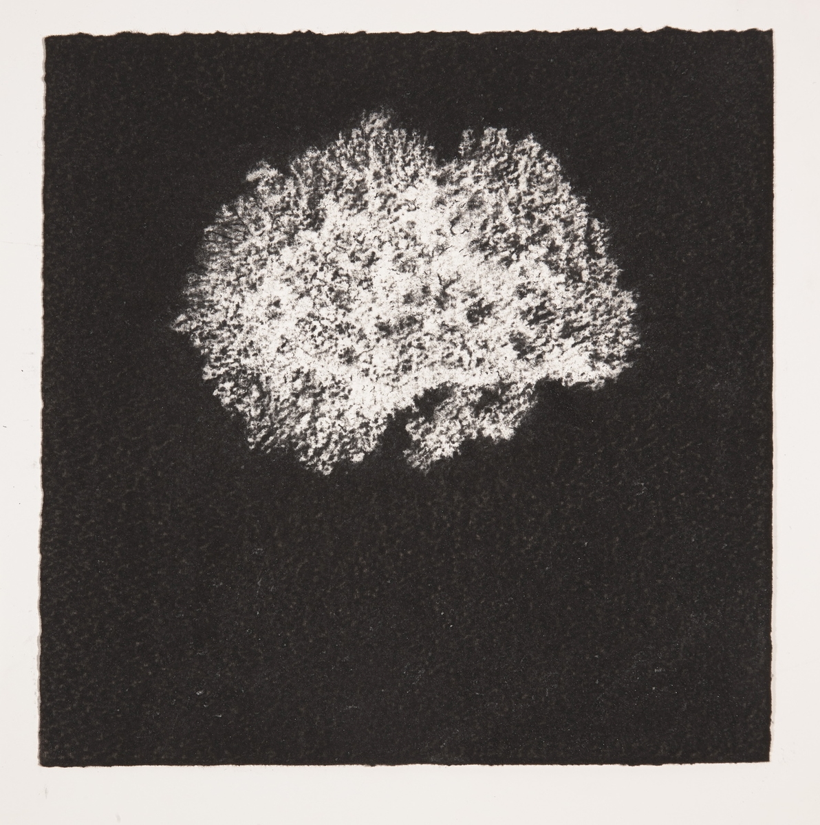  Coral, 2014, charcoal on paper, 19x19cm 