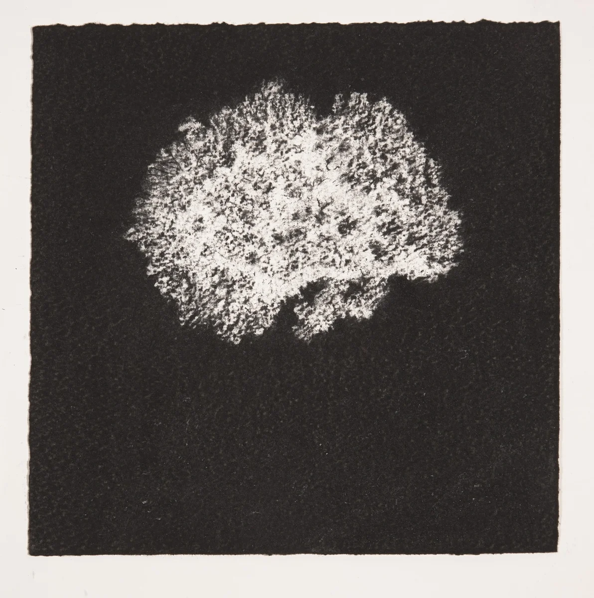 Coral, 2014, charcoal on paper, 19x19cm