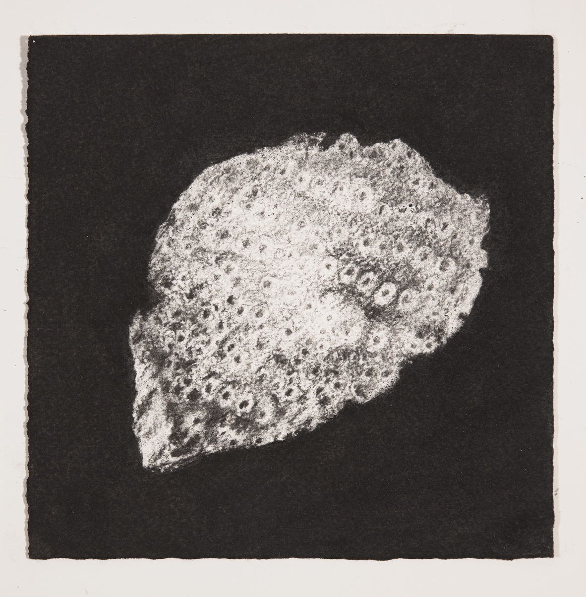  Coral, 2014, charcoal on paper, 19x19cm 